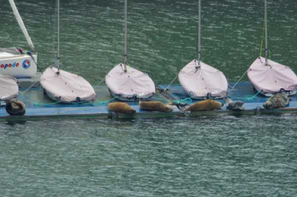 23 April 2022 - 07-05-37

----------------------
Seals on RDYC Kingswear dinghy pontoon